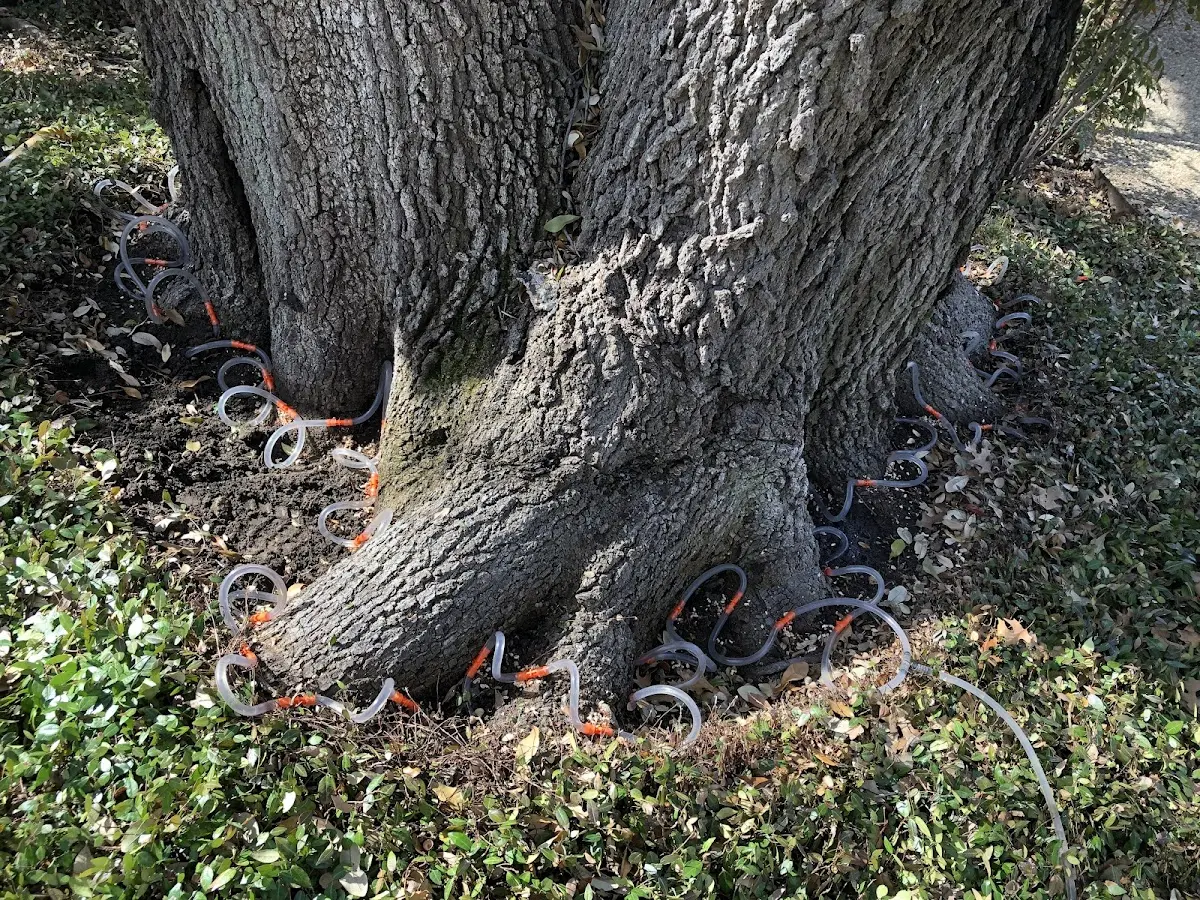 Detailed Shrub and Hedge Trimming job site in Mount Ida